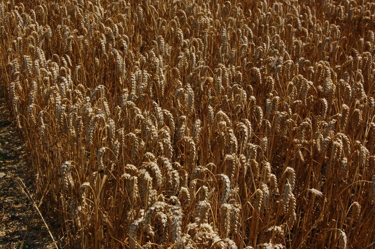 Spring barley yields above average according to the AHDB