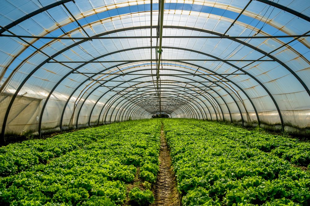 Horticulture advice for vegetables & fruit growers