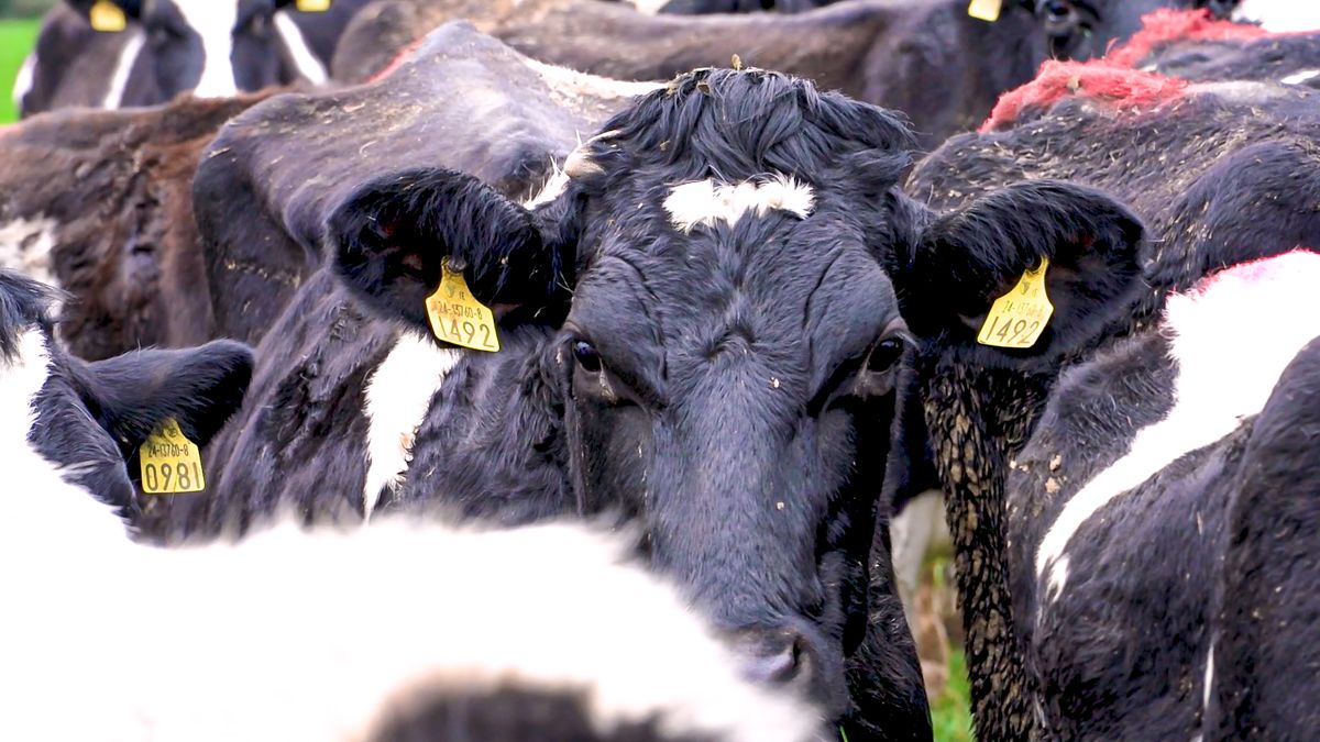 New test for Johne’s disease branded ‘game-changer’ for farmers
