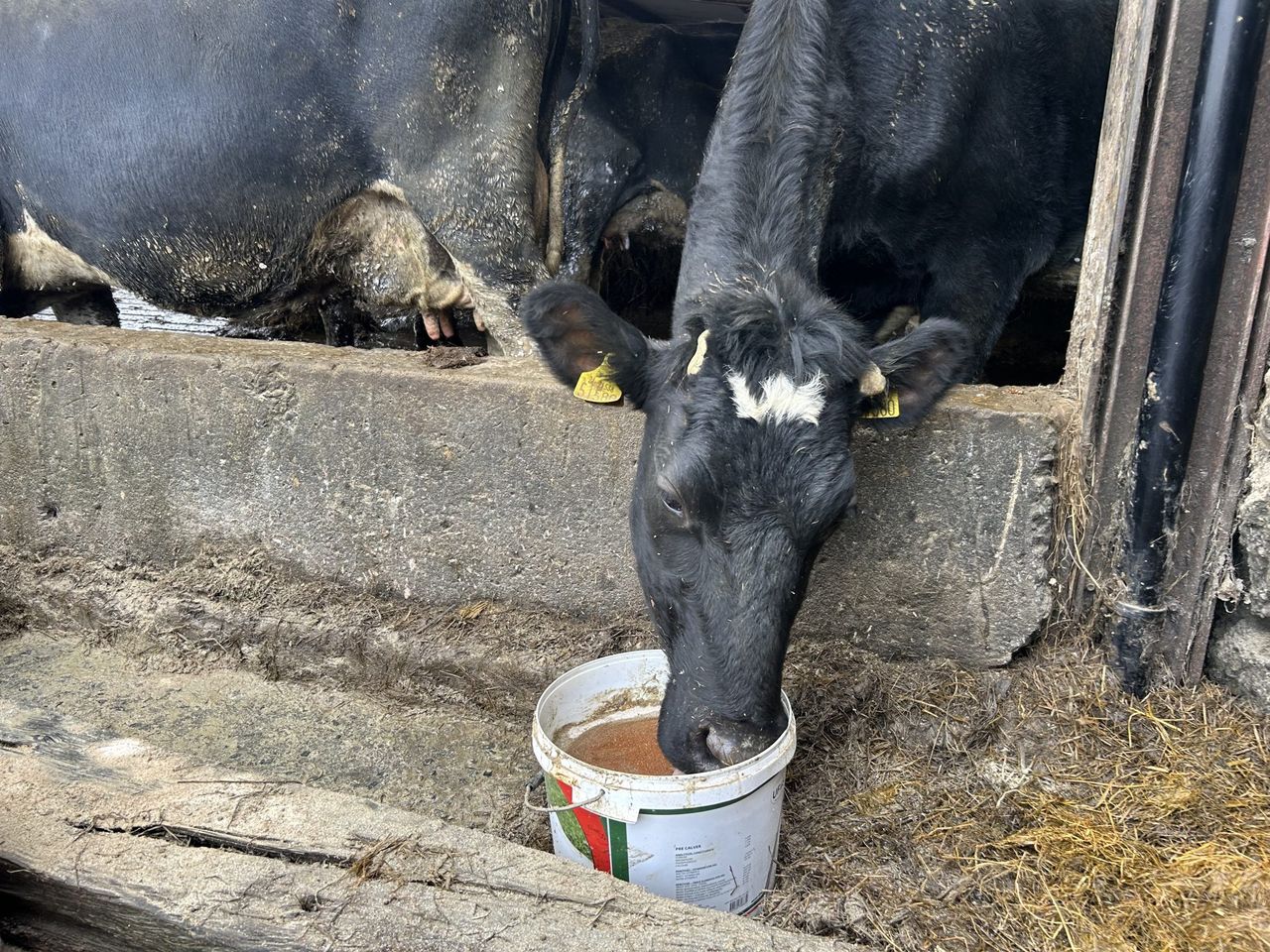 Dairy advice: Reducing the risk of metabolic issues