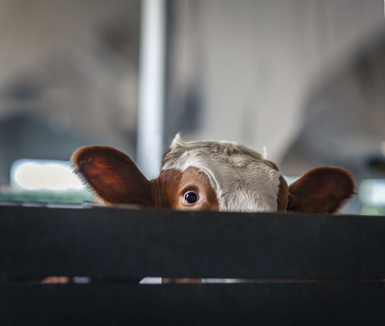 New website focused on TB information for NI farmers