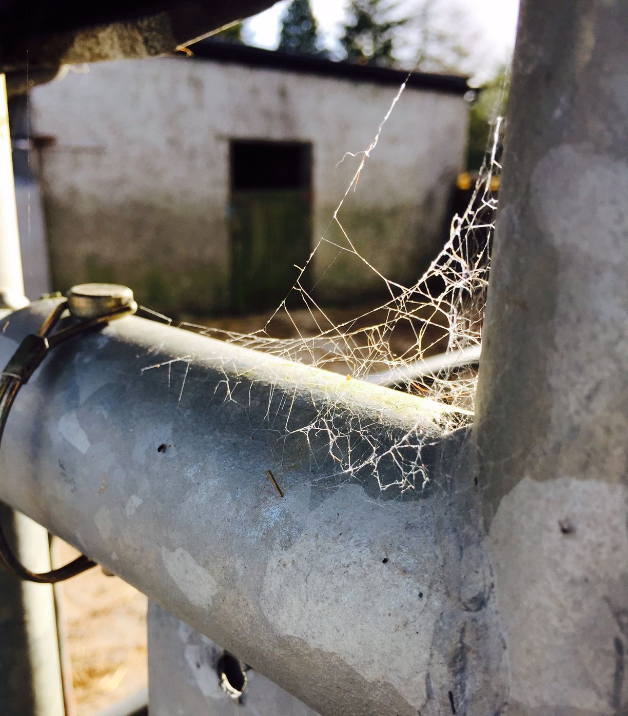 Four calves have lucky escape after falling into slurry tank