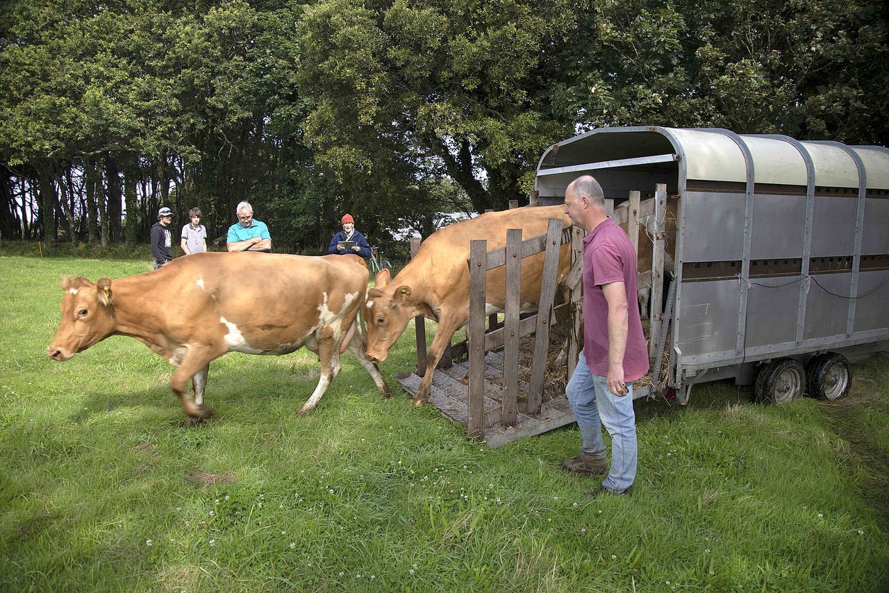 Financial losses force dairy farm to close on Sark island