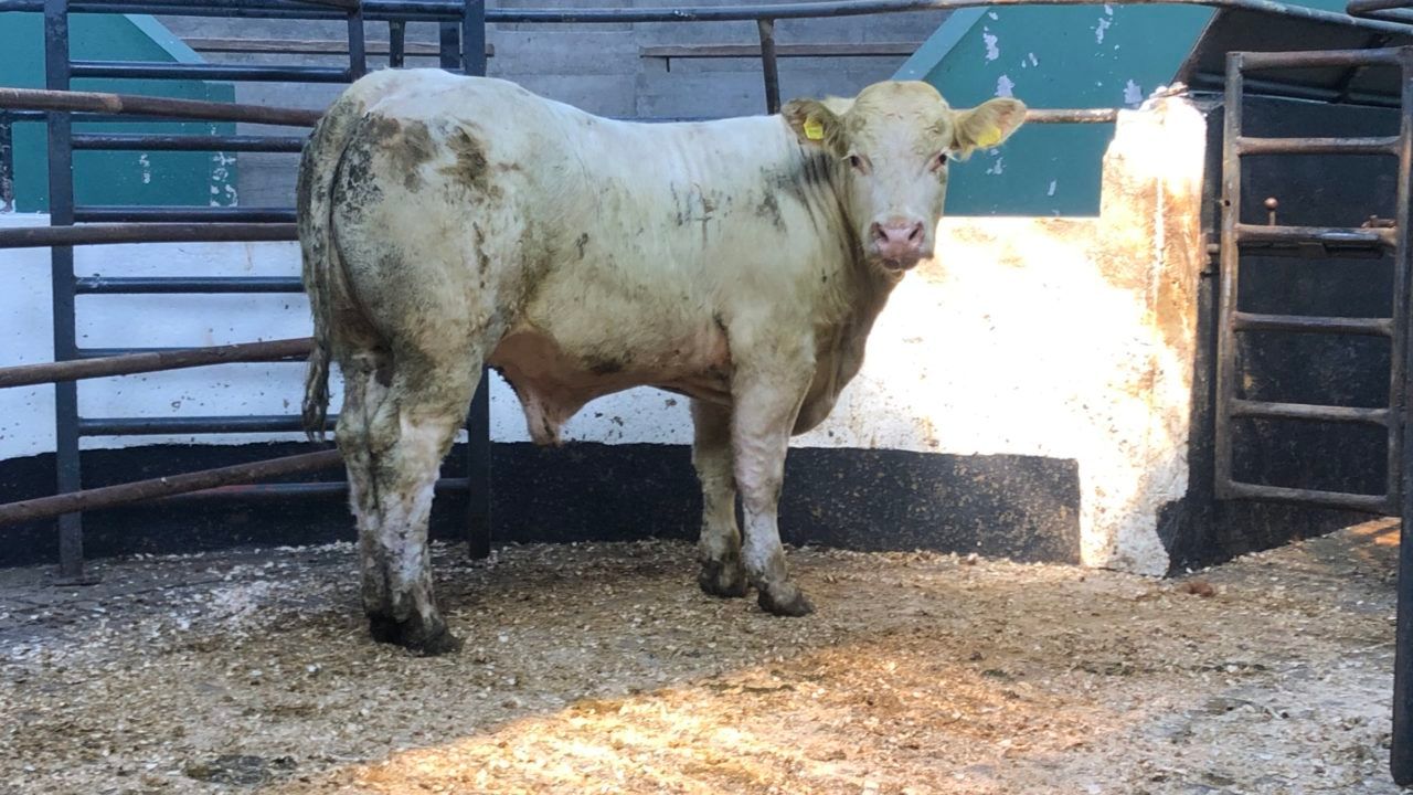 UK store cattle price inflation above deadweight trade
