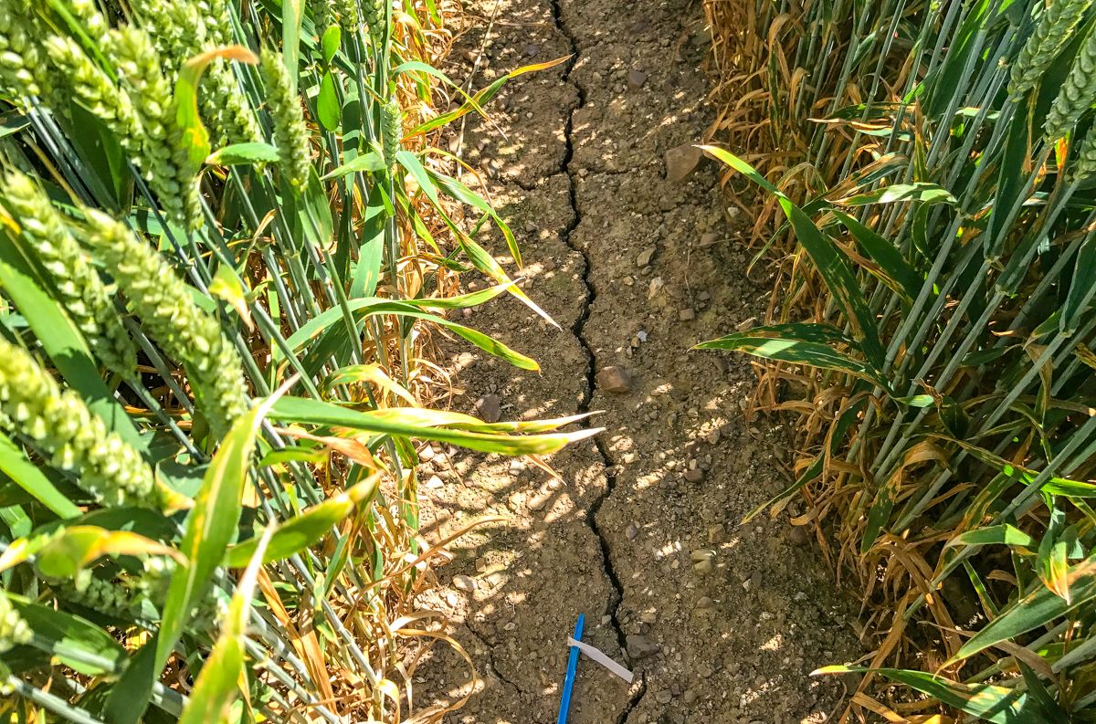 Experts warn drought to continue despite recent rainfall
