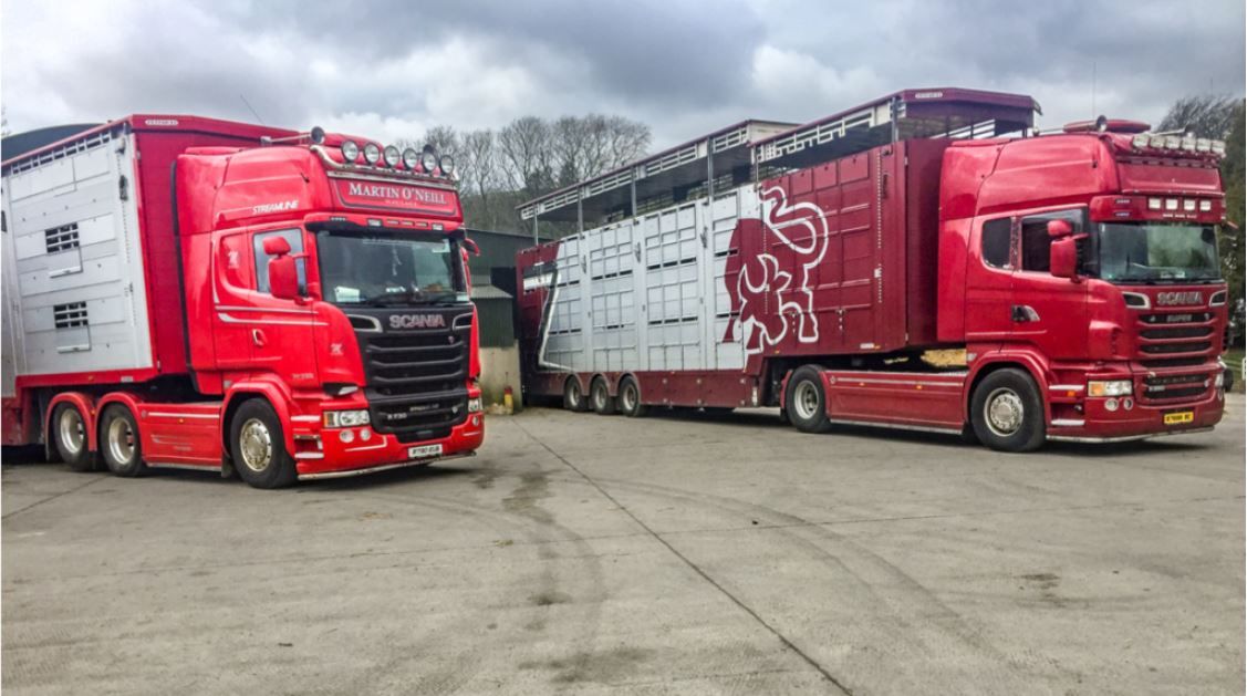Almost 10,000 cattle exported in first 5 weeks of 2023