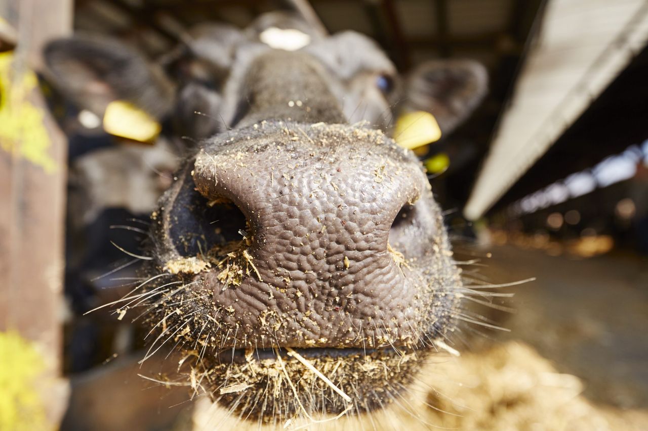 Financial support for pre-movement testing in NI bluetongue control zone