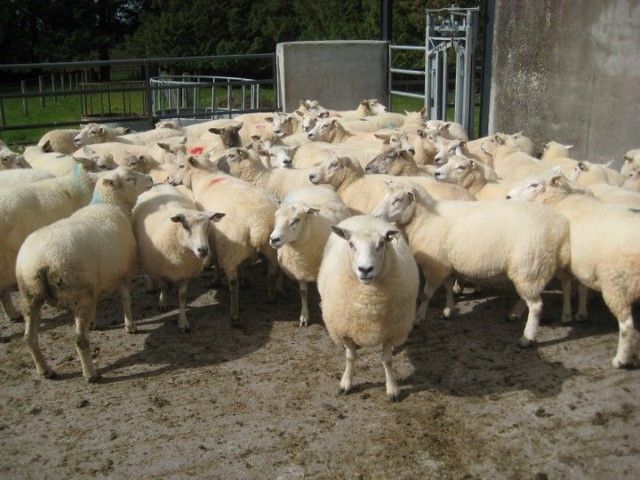 Good conditions herald a high-quality English lamb crop