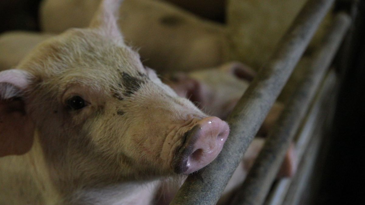 First case of African swine fever reported in Greece