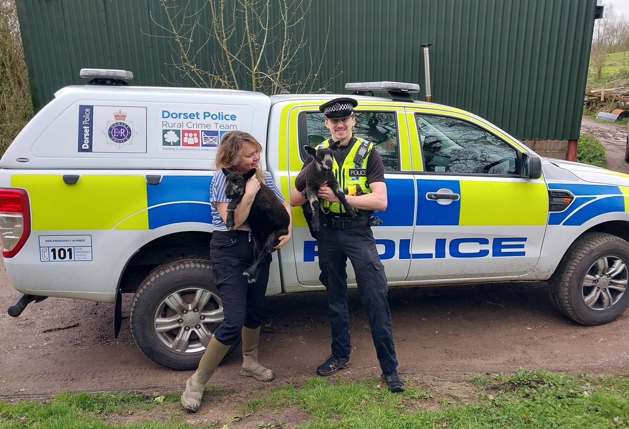 Dorset rural crime team recovers 2 stolen blue texel lambs