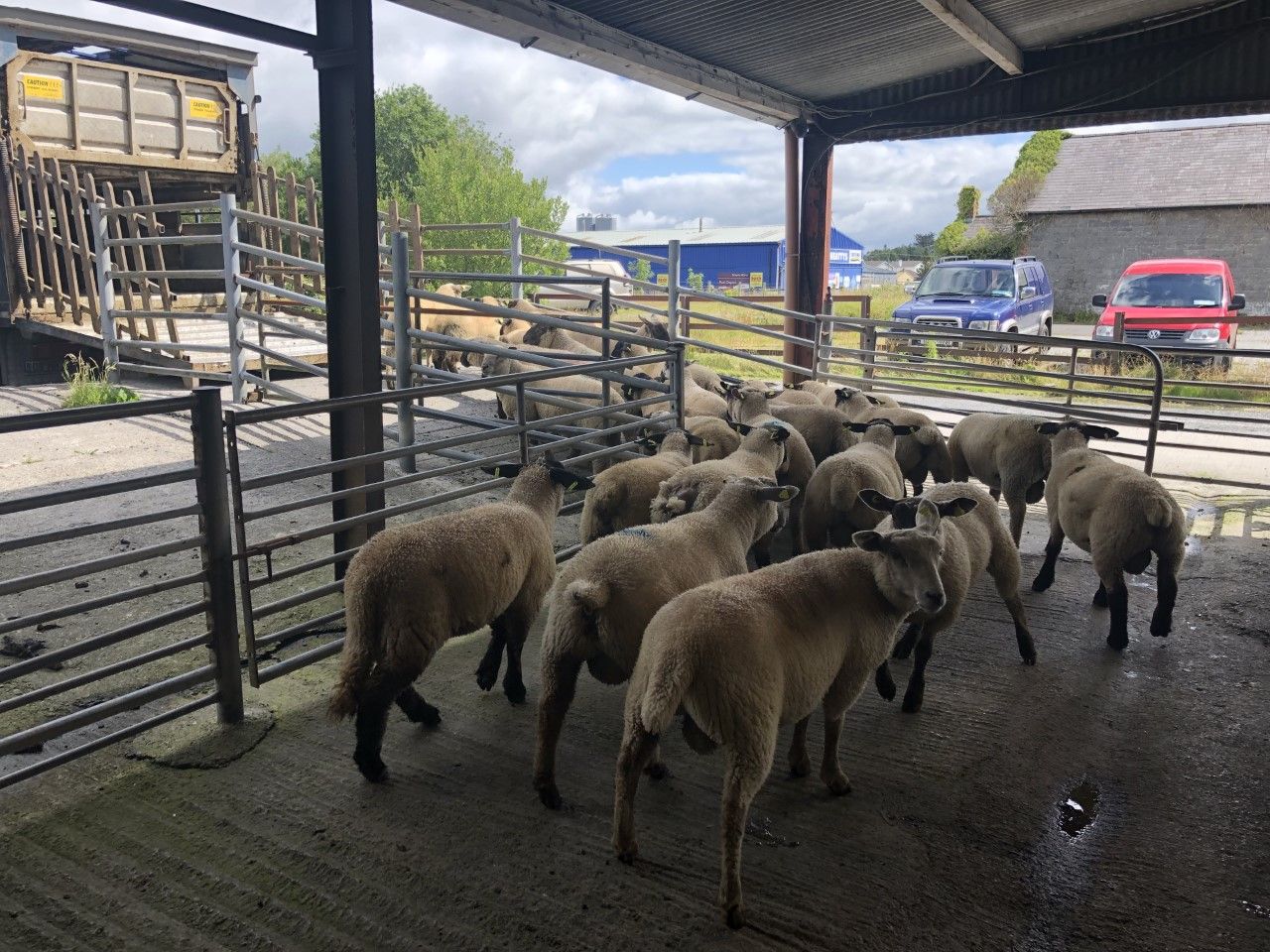 Northern spring lamb prices up over €27/head on this time last year