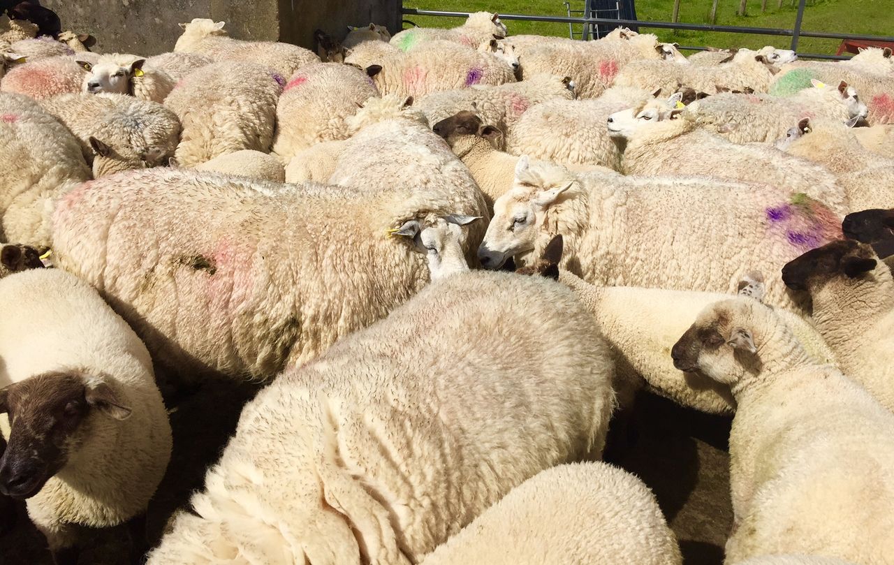 5 tips to ensure you dose sheep correctly
