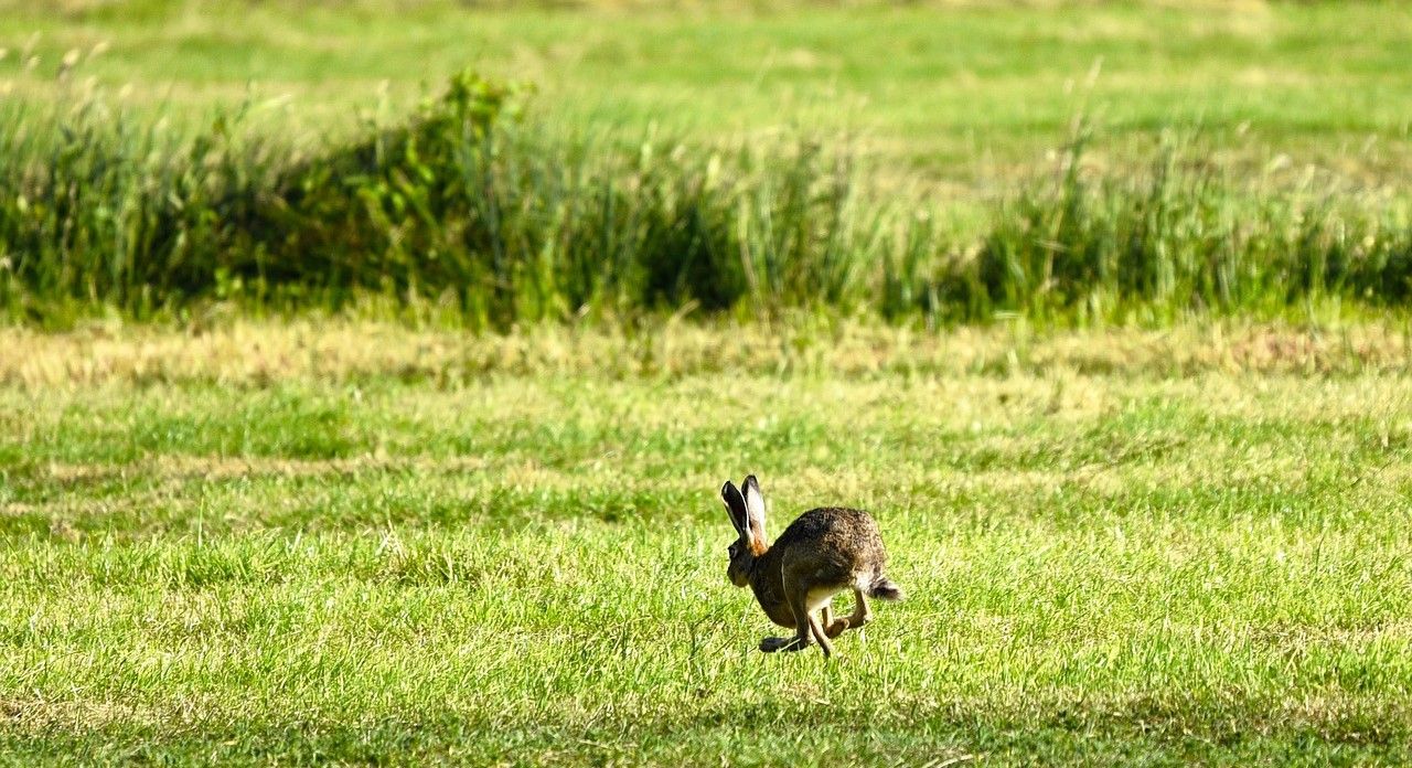 Hare coursing offenders to face harsher sentences under new rules