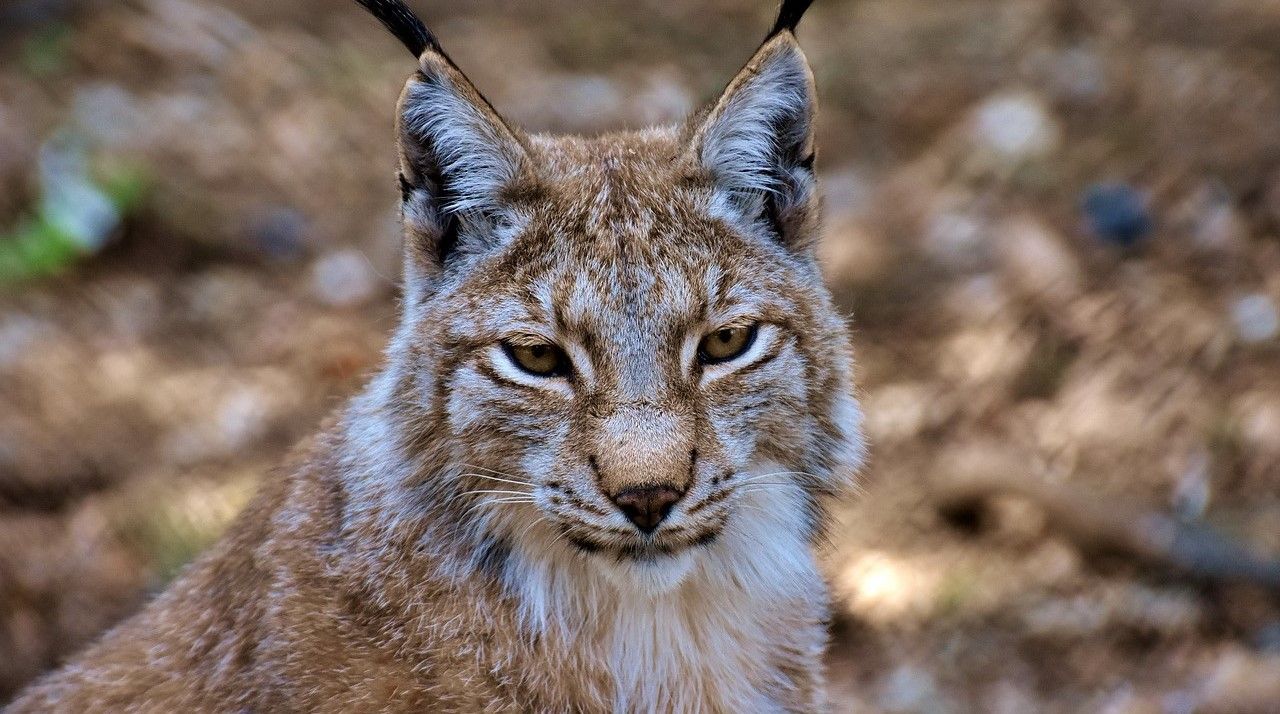 Potential impact of lynx reintroduction is 'wide and far reaching' - NSA