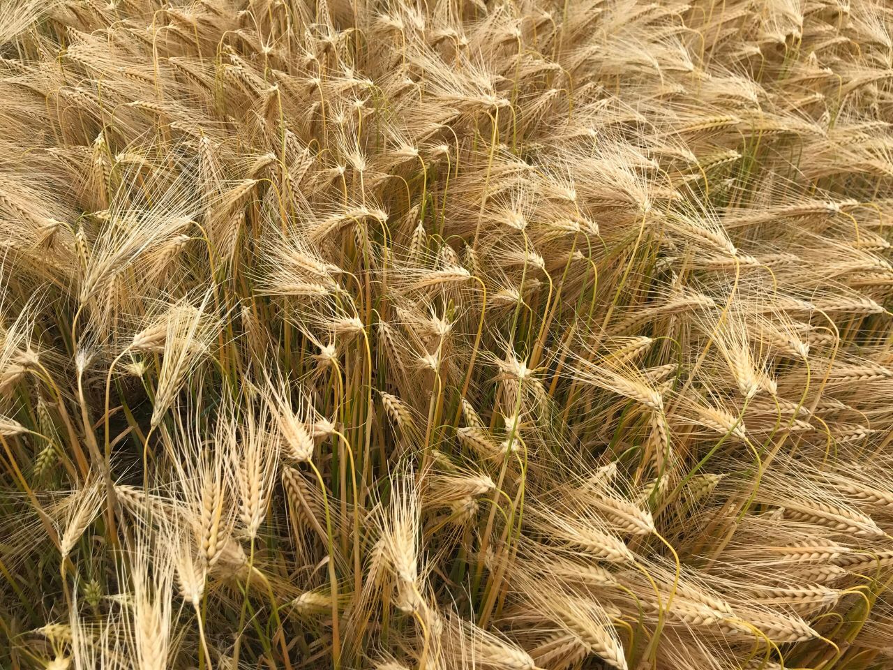 Winter barley coming in at 4.8t/ac in Co. Down