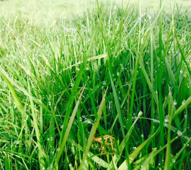 What does pasture really cost you as a farmer?