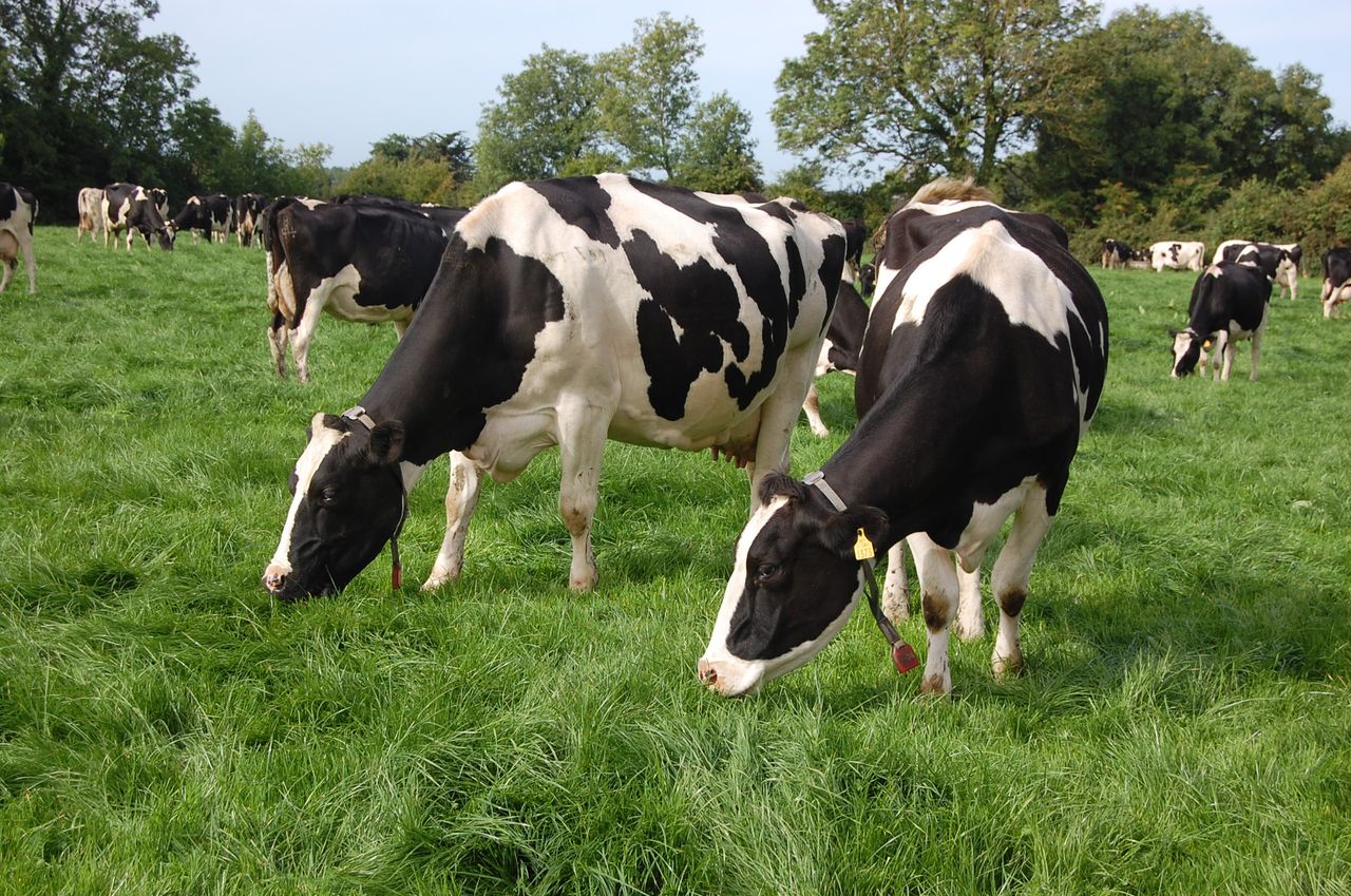 How we can cut dairy emissions without cutting down on dairy?