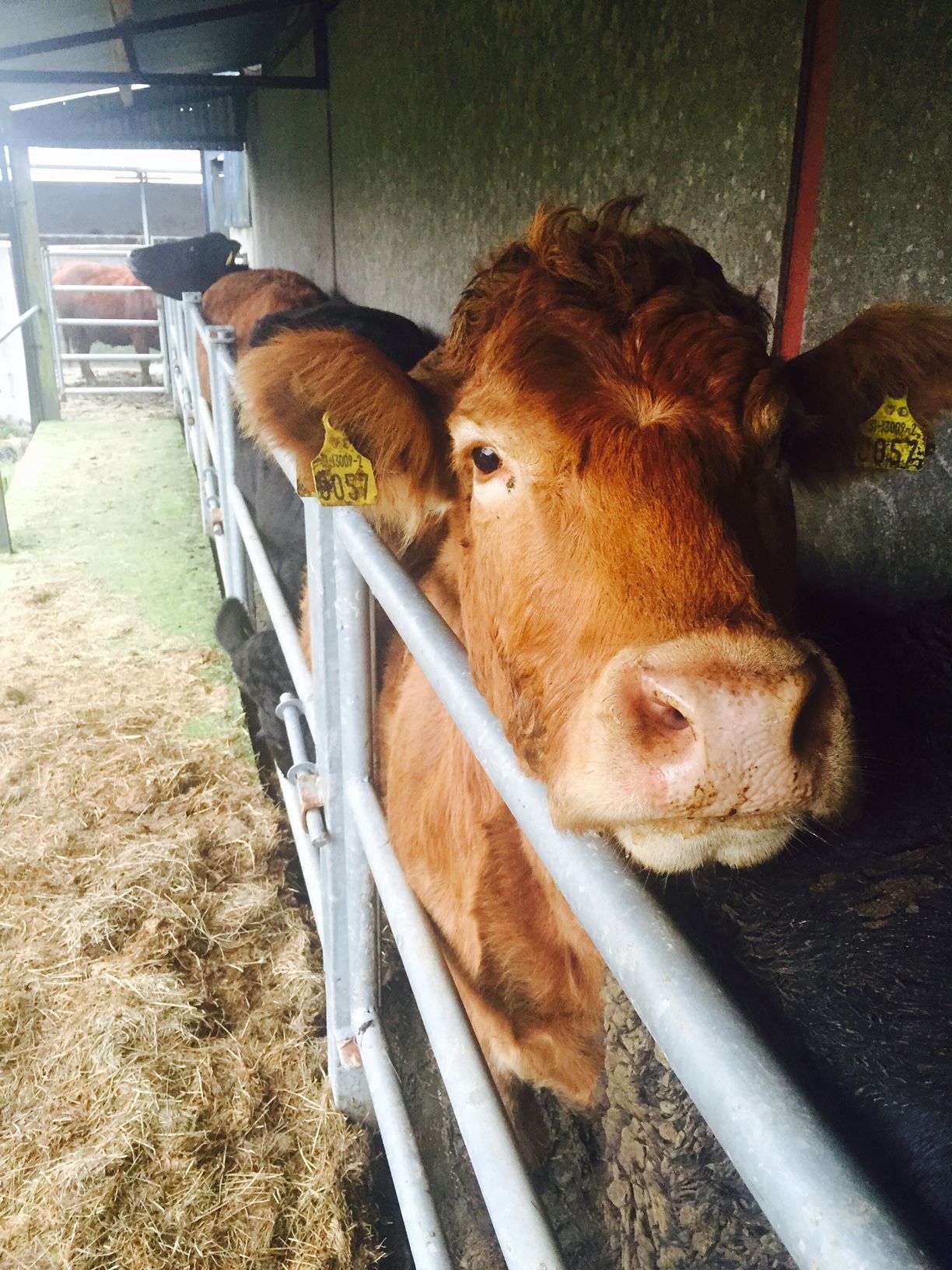 Northern Ireland's brucellosis compensation rates announced