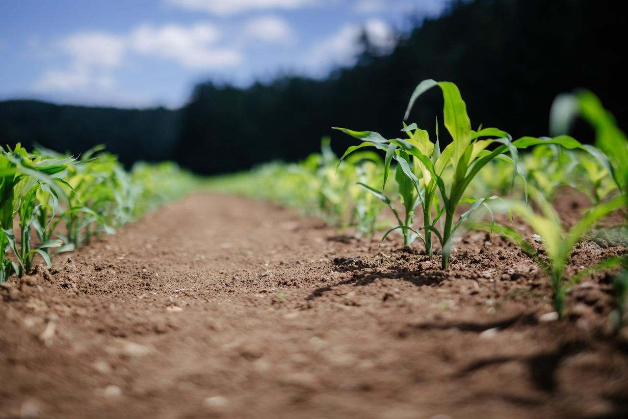 Hundreds of farmers to attend WFO annual meeting