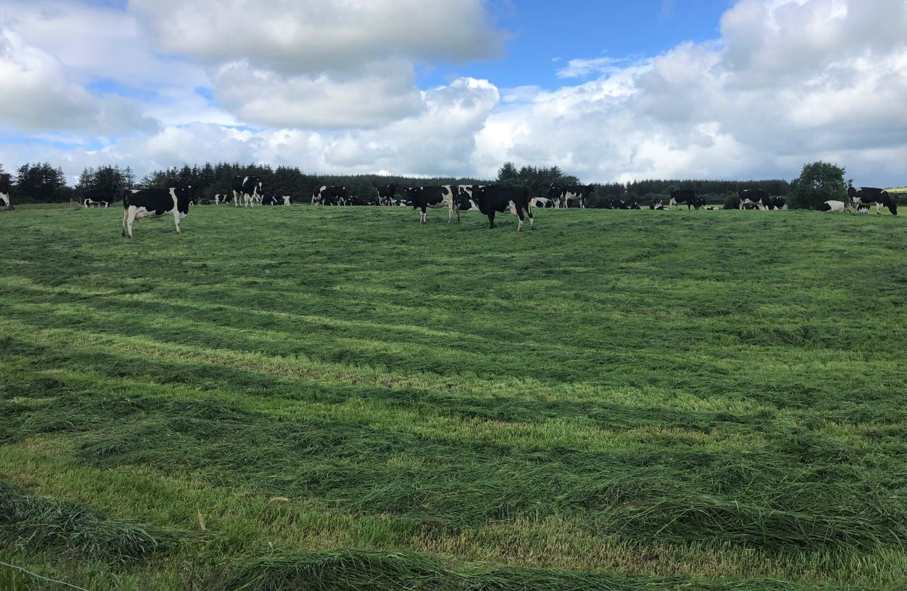 Is pre-mowing paddocks a pointless exercise?