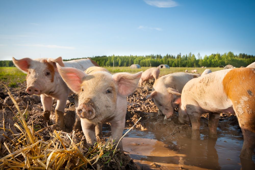 Waitrose signs 10-year deal with British farmers on 100% free-range pork by 2027