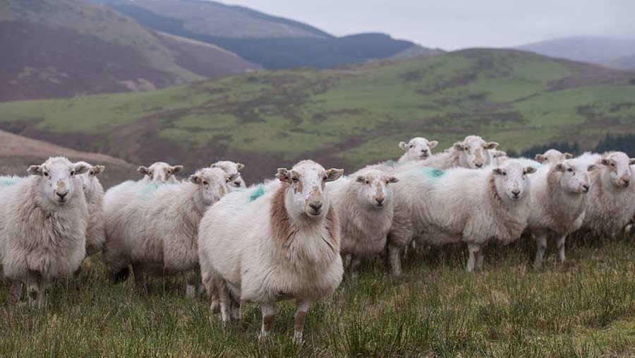 Consultation launched on Welsh environmental governance post-Brexit
