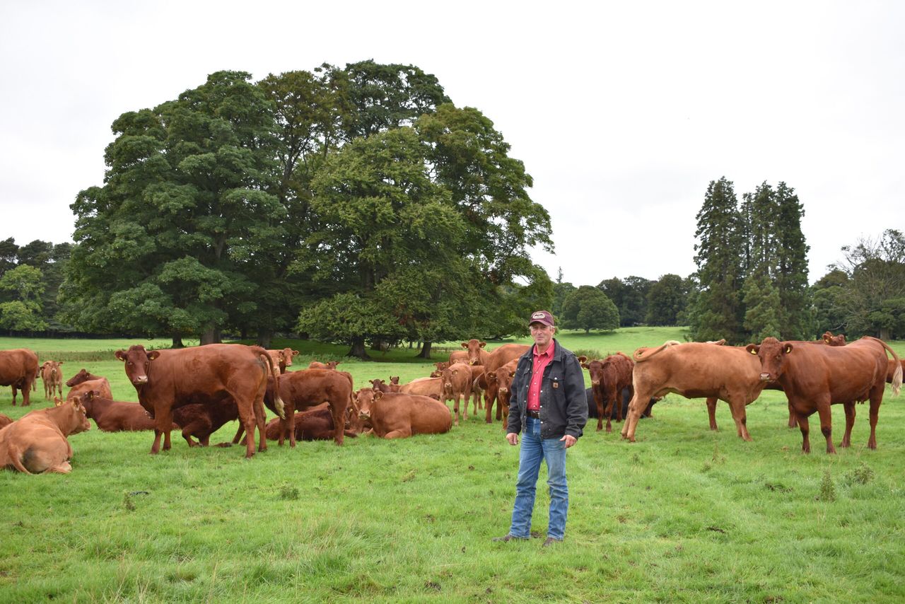 Whitfield Estate farm walk to talk through calving-ease breeding programme
