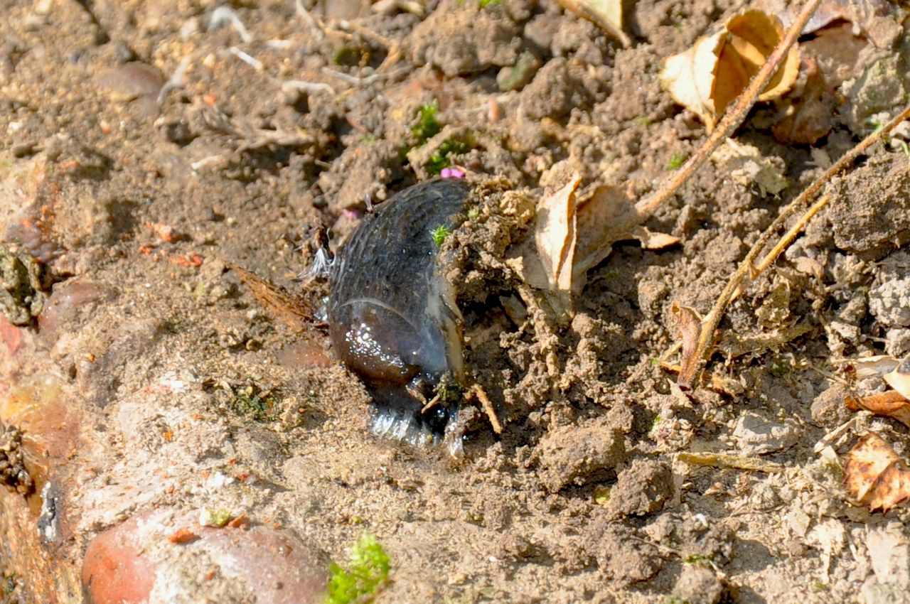 Farmers urged to watch for slug attacks after wet weather