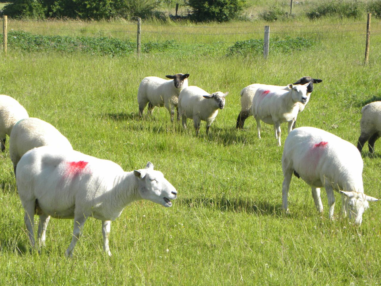 Weak euro sees Irish sheepmeat exports to the UK jump in May