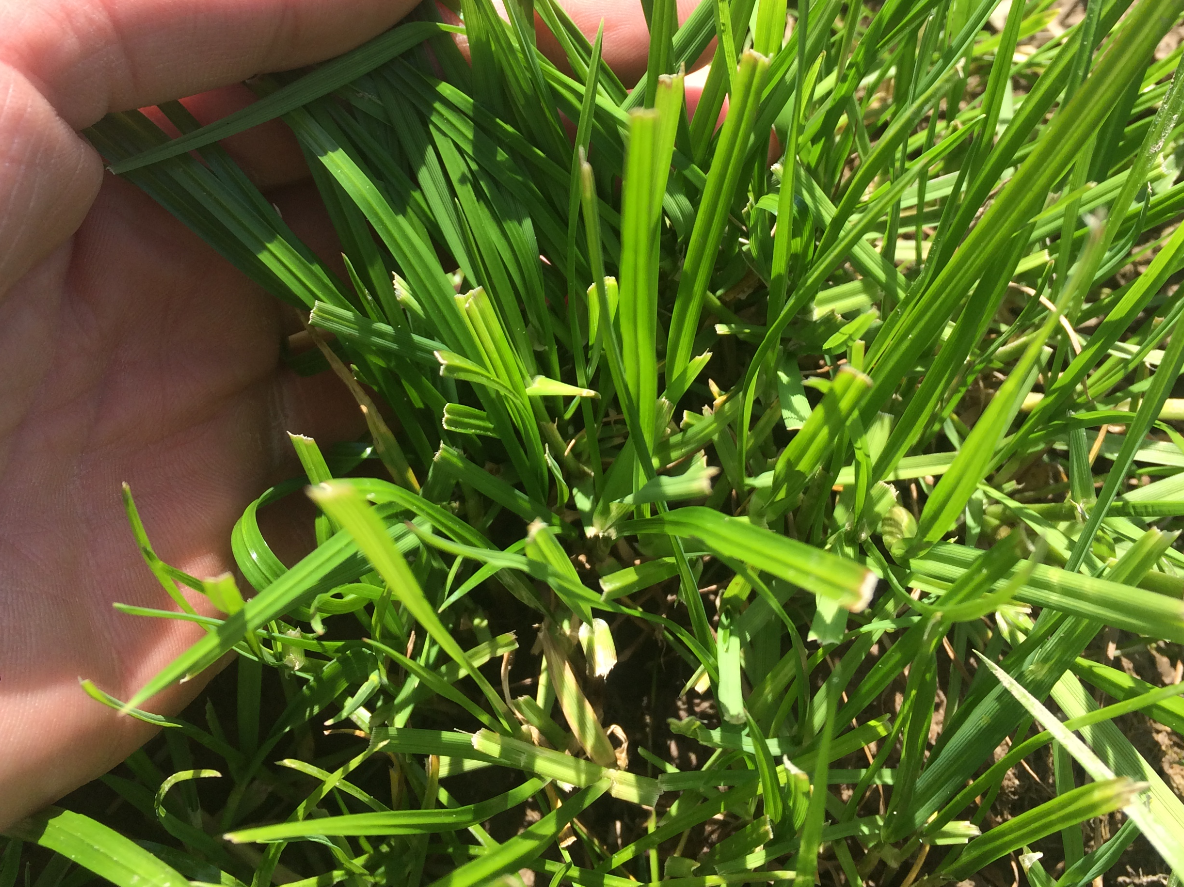 How to make best use of grass when zero-grazing