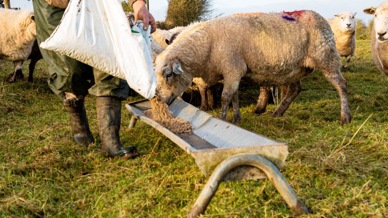 Challenging weather sees East Midlands farm incomes fall by 18%