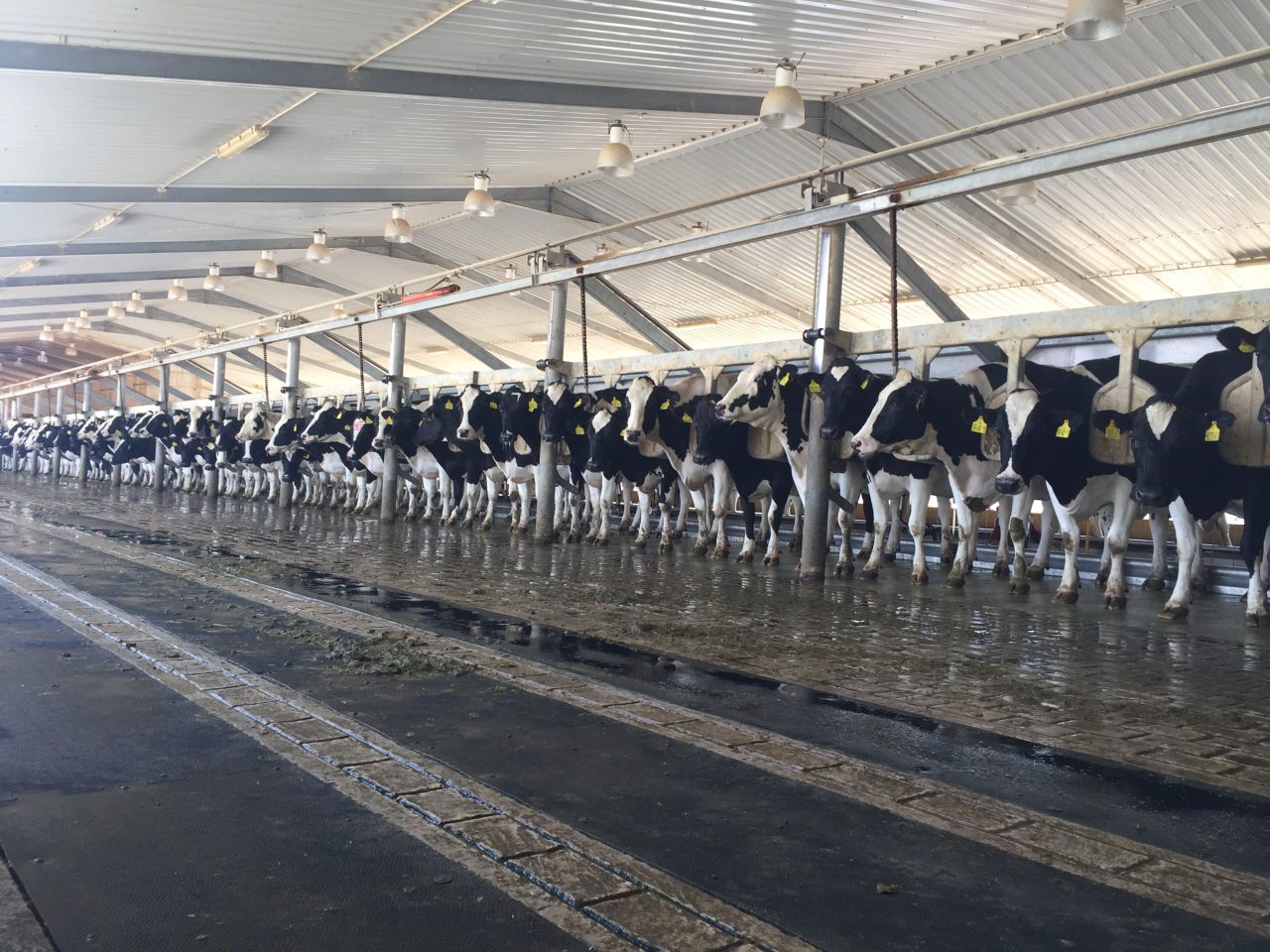 Pics: Milking 22,500 cows in the Saudi Arabian desert