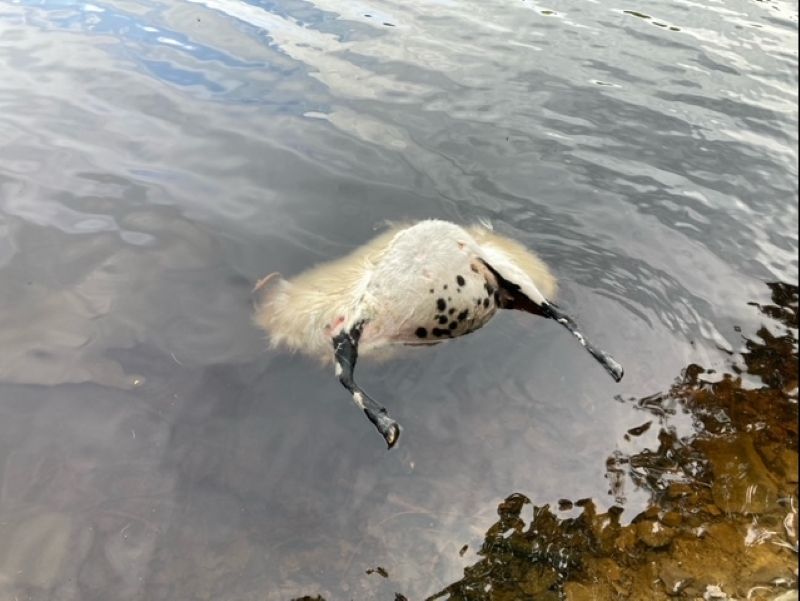 Derbyshire: Police seek woman with 5 dogs following death of sheep