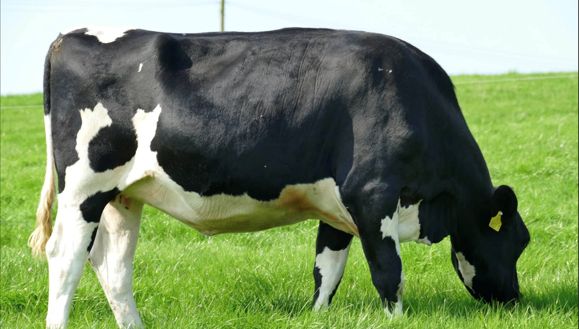 Autumn dairy sales return to Carnaross and Dungannon