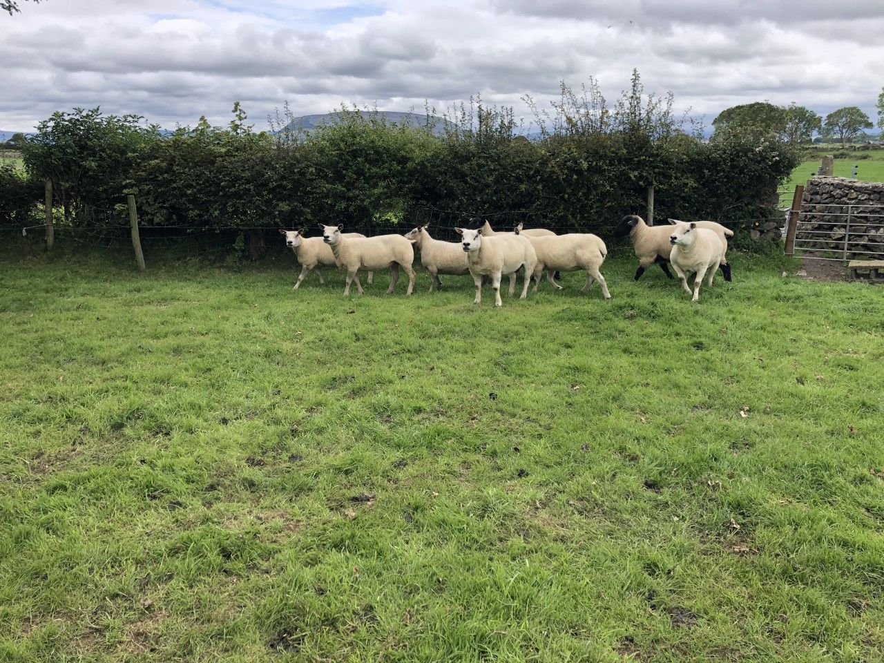 What can I do to tighten up the lambing period?