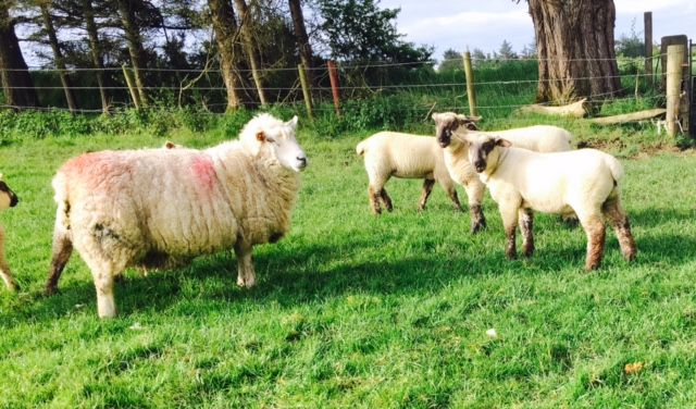 Time to look back on the lambing season…while it’s still fresh in the memory