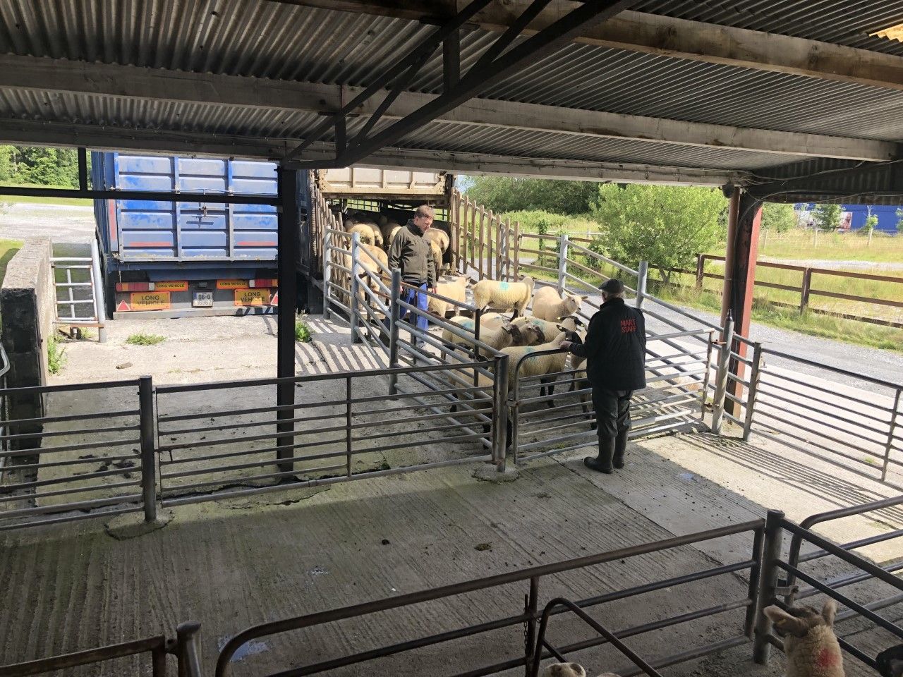 Northern sheep trade: Average hogget and spring lamb prices rise