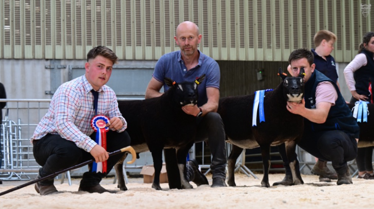 Double champion tops Ballymena export sale at 6,500gns