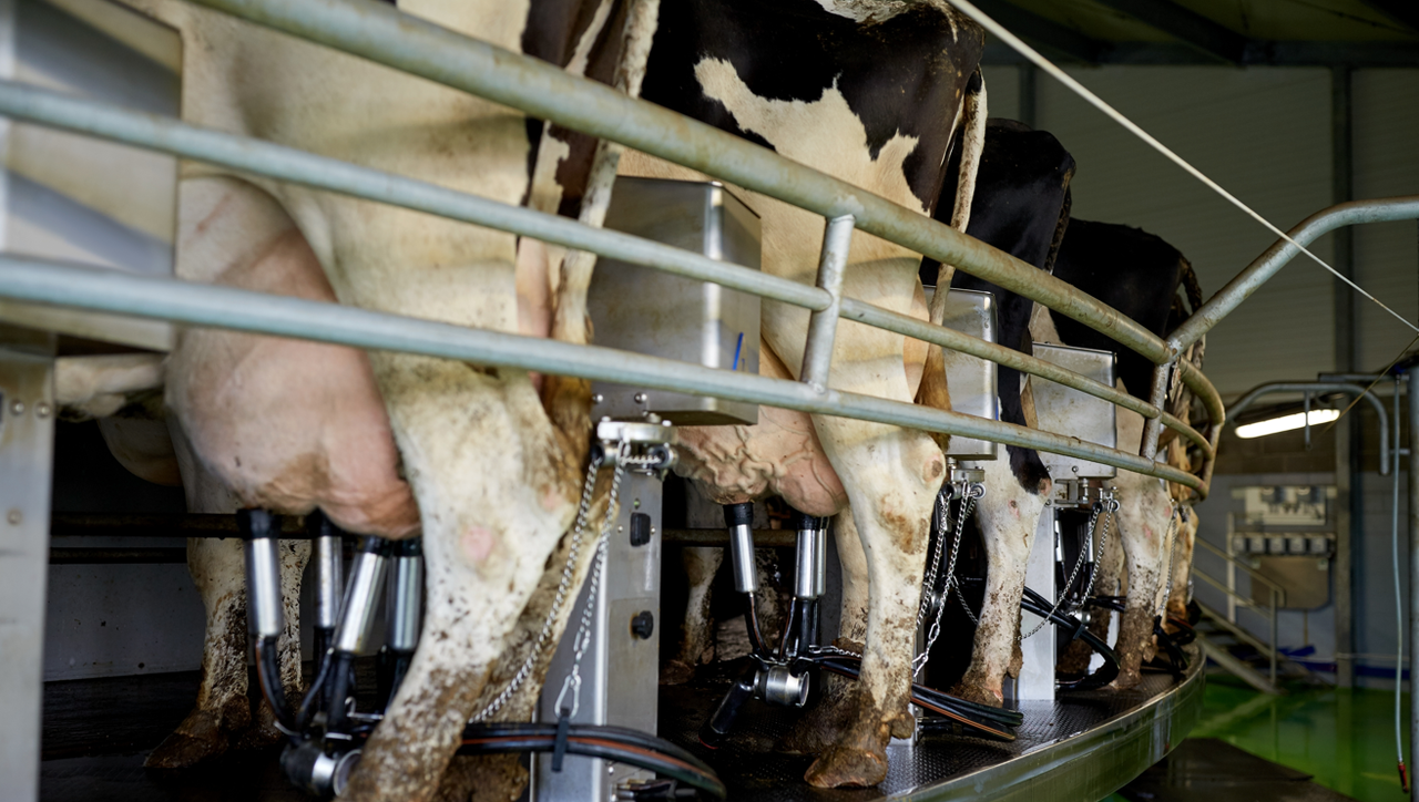 British woman aims to milk 10,000 cows in 10 days for charity