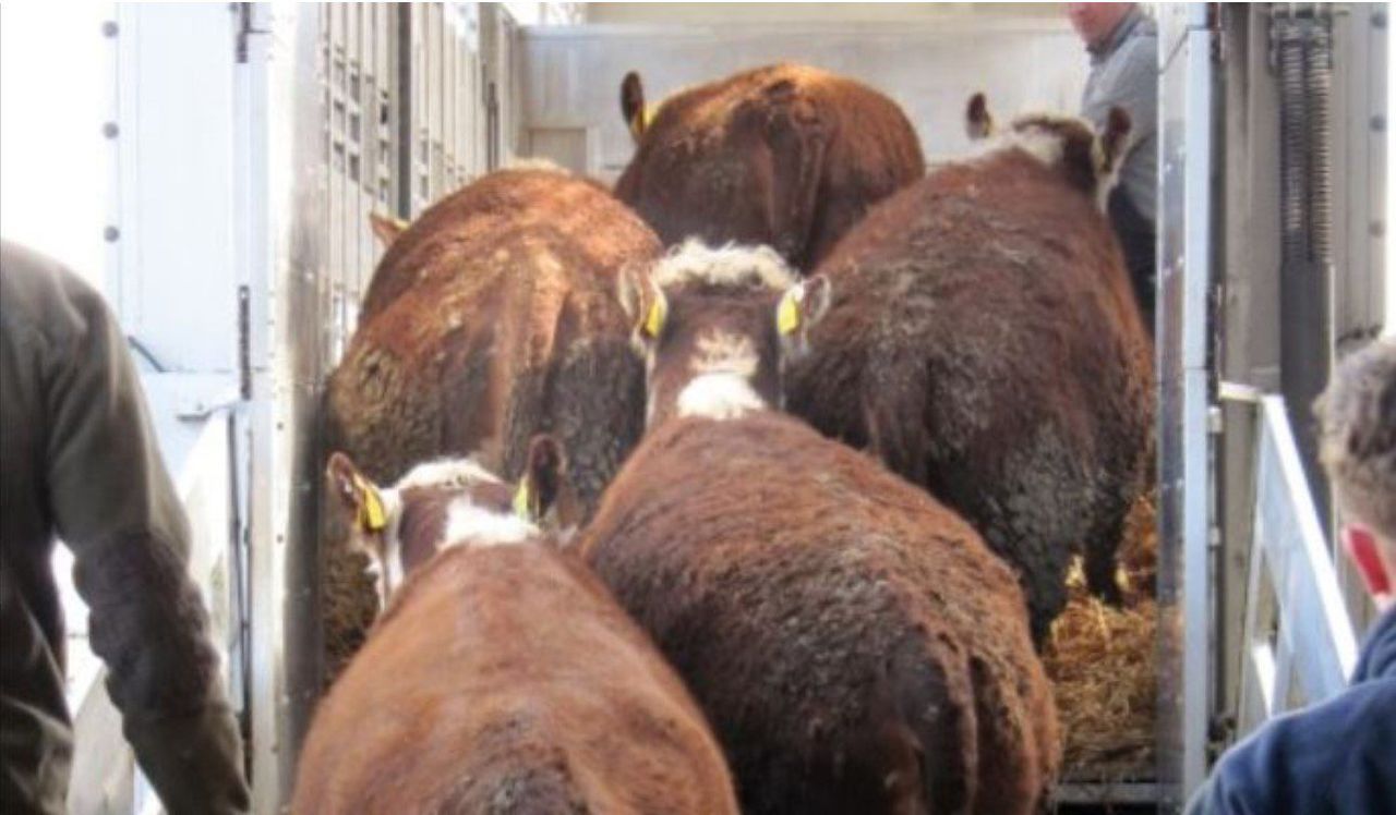 Surge in southern cattle being sent to factories in Northern Ireland