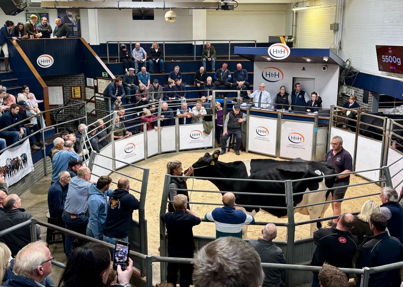 5,800gns paid at Barledziew Holstein dispersal sale