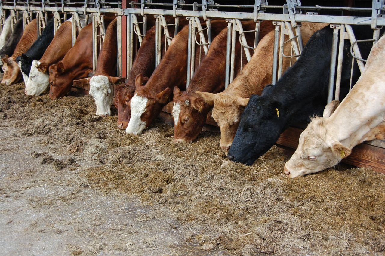 Northern beef farmers warned many face big losses under new CAP