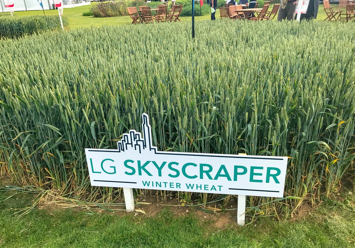 Skyscrapers of wheat and oilseed rape made of steel…what’s new in crop varieties