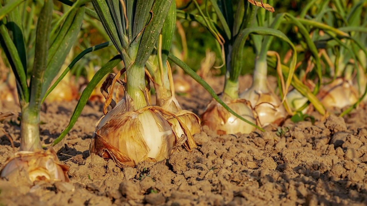 Feeding Britain: Report says food regulations could be suspended in event of no deal