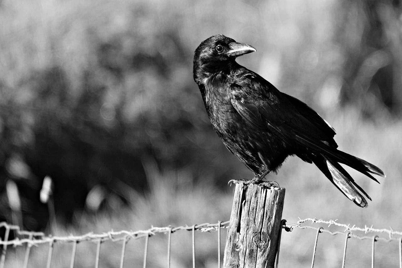 New general licence for controlling carrion crows comes into force