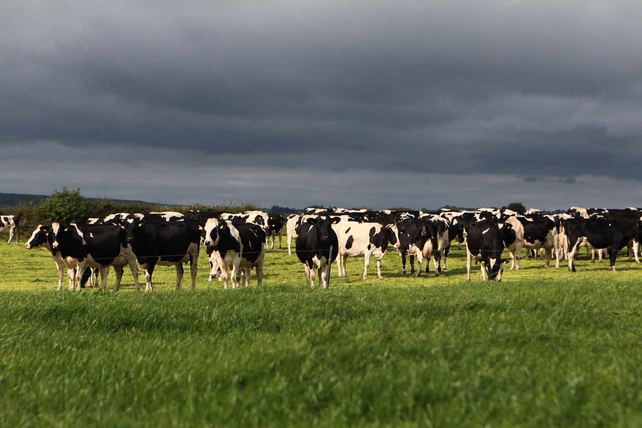 Aurivo increases September milk price