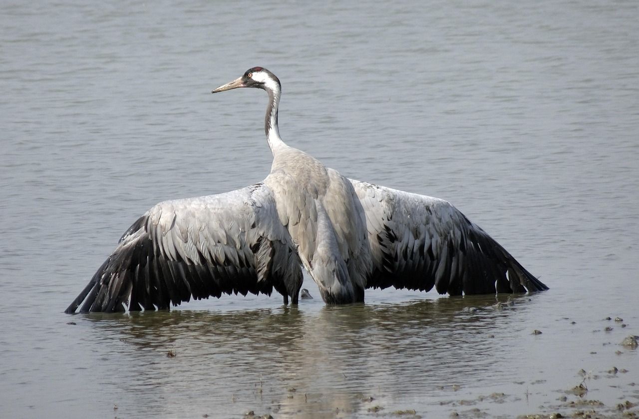 Risk of bird flu outbreaks rises across Europe as virus hits migrating cranes