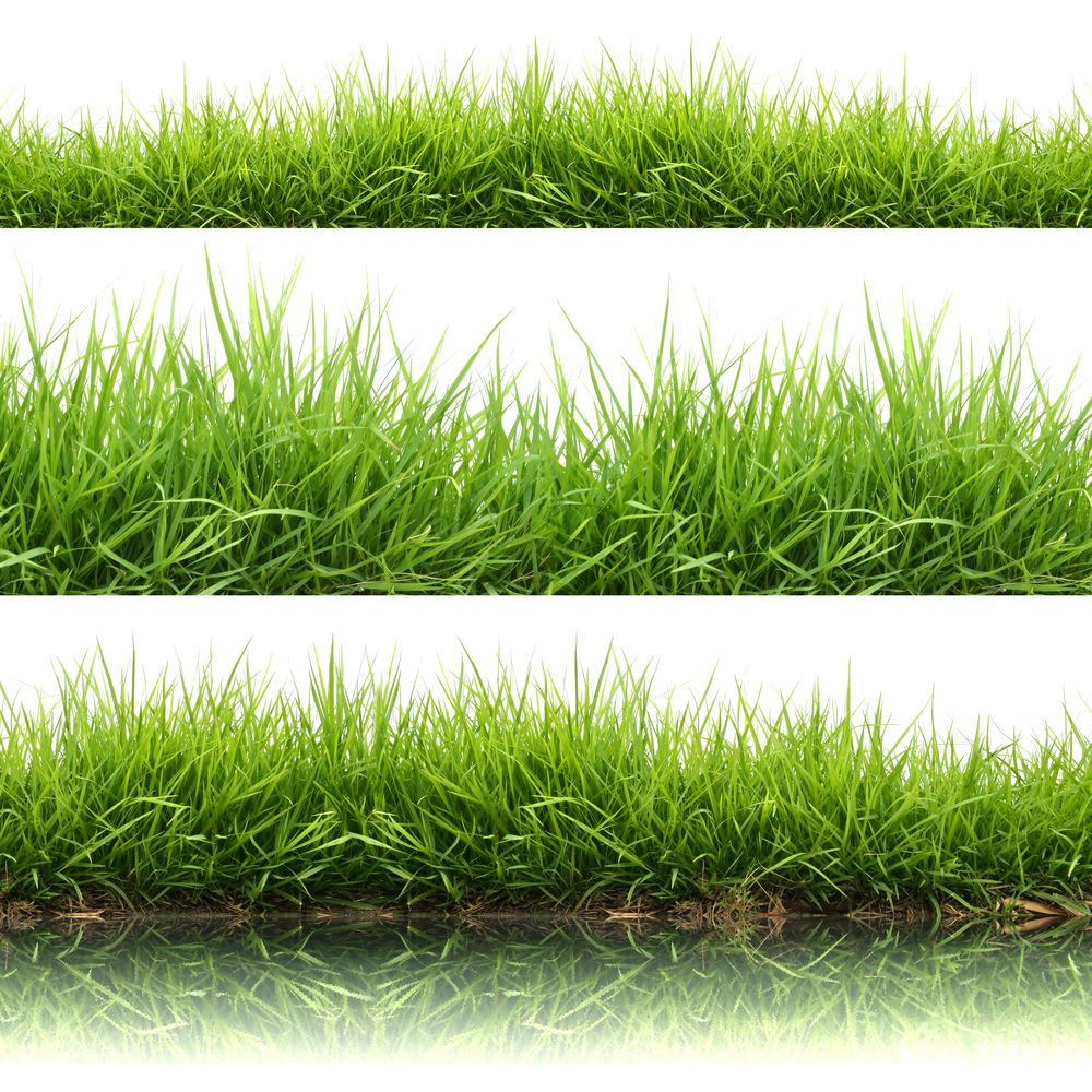 Grass growth remains strong as grazing conditions deteriorate