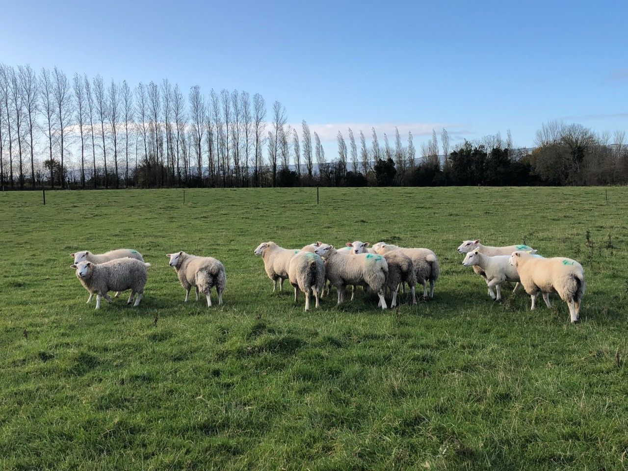 What weight should I be drafting my lambs at?