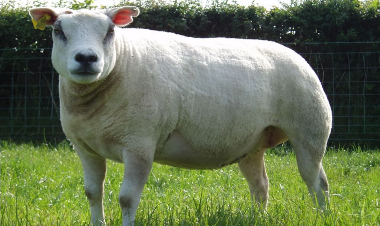 Flock of pedigree lambs attacked in Angus